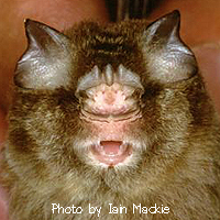 Aselliscus stoliczkanus